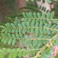 Cassia roxburghii DC.